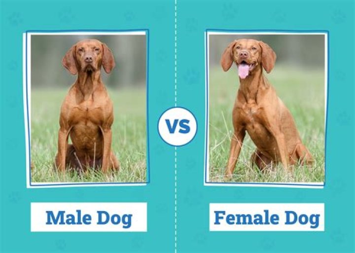 Why do male dogs cry for females?