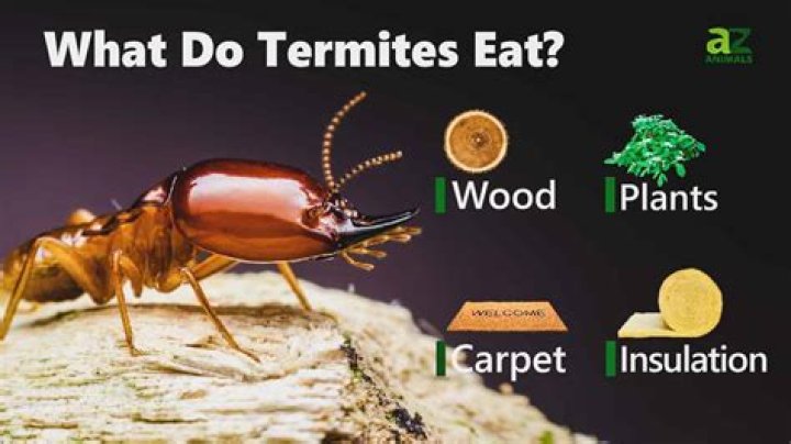 Why do termites come out of nowhere?