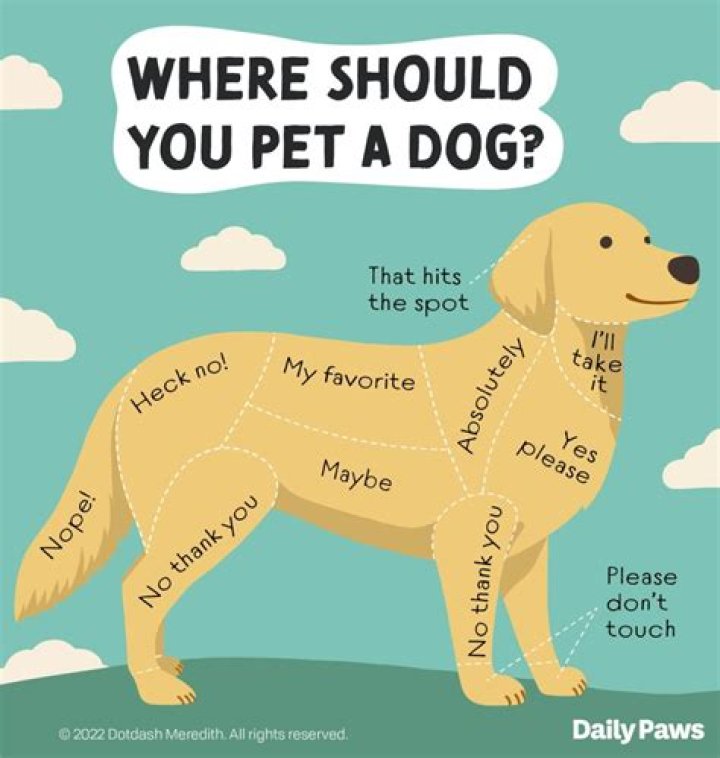 Why does my dog snap at me when playing?