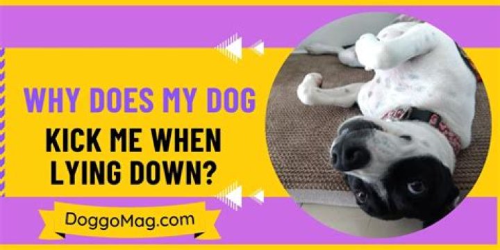 Why does my dog walk on me when I'm lying down?