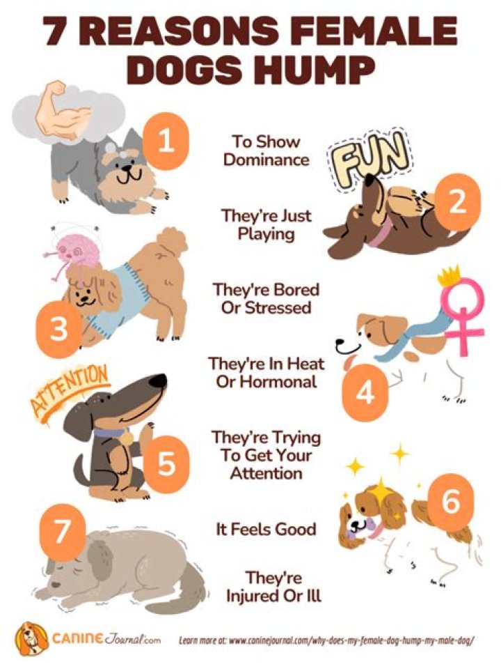 Why does my female dog smell like period?