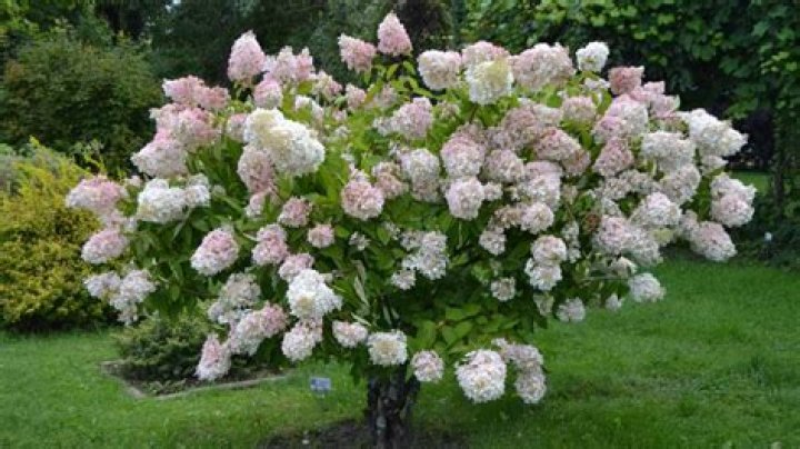 Why has my white hydrangea turned pink?