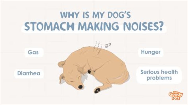 Why is my dog's stomach making noises and throwing up?