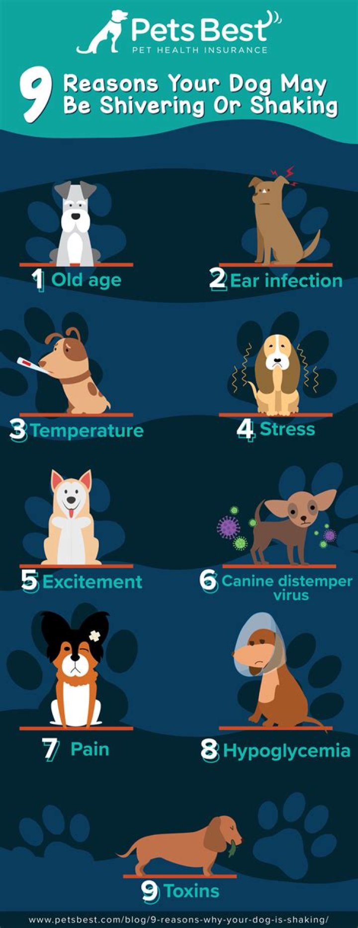 Why is my dog shaking after throwing up?