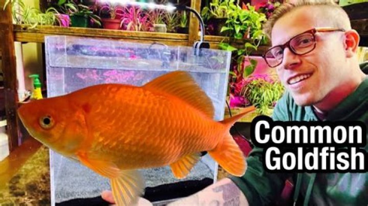 Why is my goldfish floating on its side?