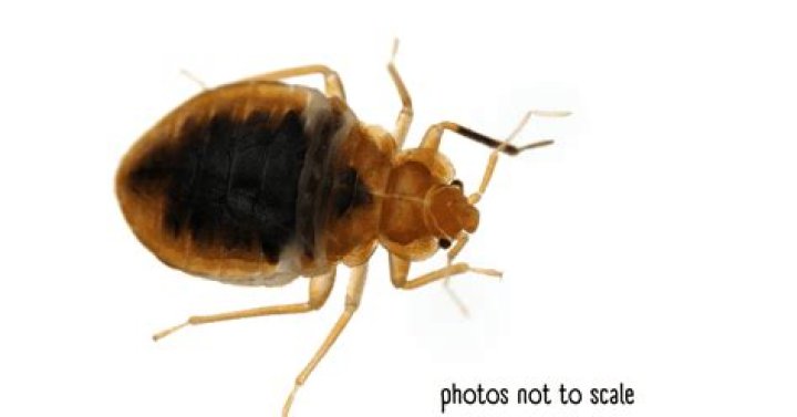Will bed bugs live in bathroom?