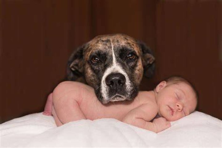 Will my dog bite my baby?