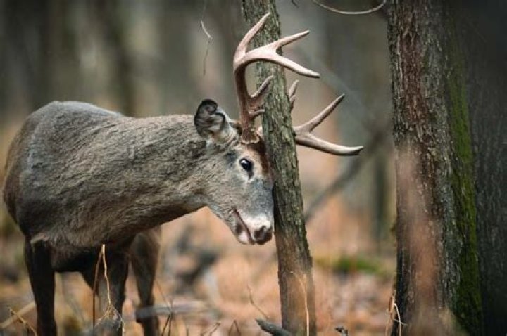 Will sweet feed attract deer?